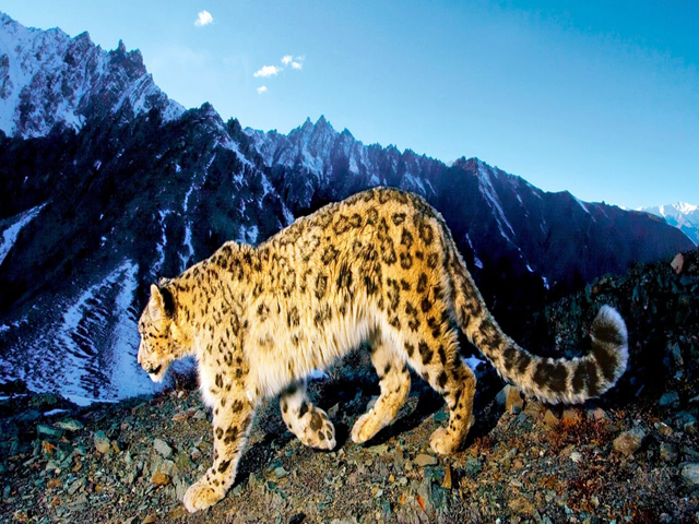 Hemis National Park